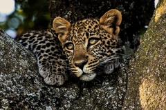 "A Young Cub taking in the Scenery"