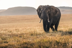 "The elephant, a true symbol of strength and wisdom"