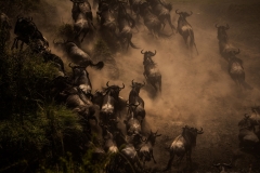 "The Great Migration"