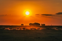 "Sunset in the Wild"
